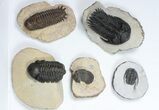 Lot: Assorted Devonian Trilobites - Pieces #84735-1